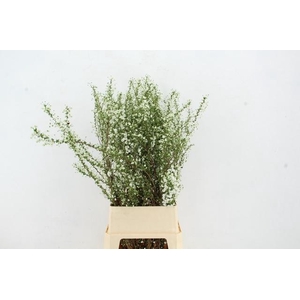 SPIR PRUN PLENA VERTAKT PER STEM 100CM