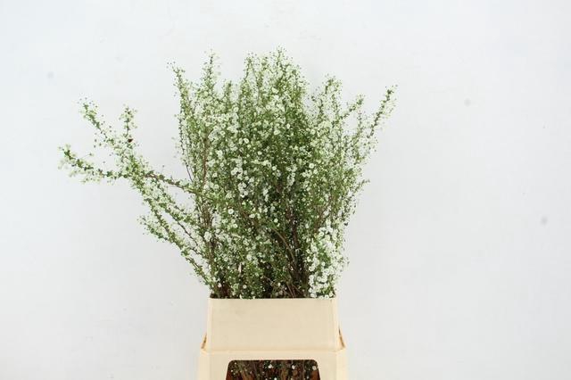 <h4>SPIR PRUN PLENA VERTAKT PER STEM 100CM</h4>