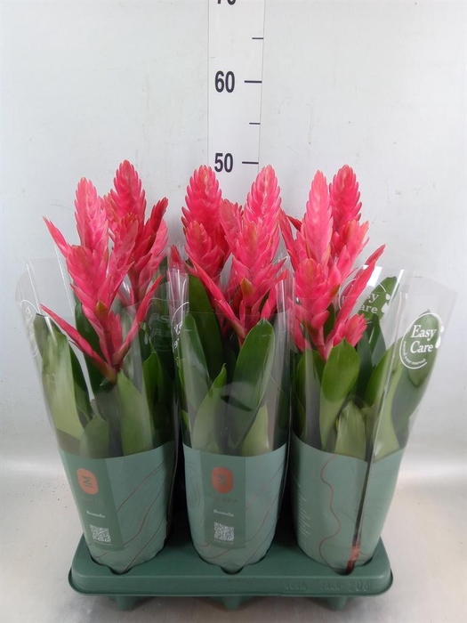 <h4>Vriesea   ...</h4>