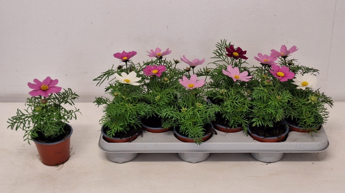 <h4>COSM BIPINNATUS</h4>