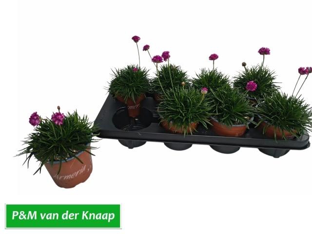 <h4>ARME MAR ROSEA</h4>