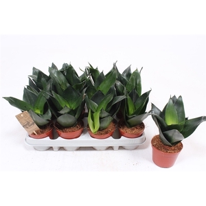 Sansevieria Hahnii Black