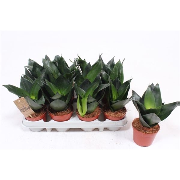 <h4>Sansevieria Hahnii Black</h4>