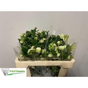 Hell Magnific Bells 50cm