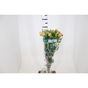 ALSTROEMERIA OPTIMA 080 CM