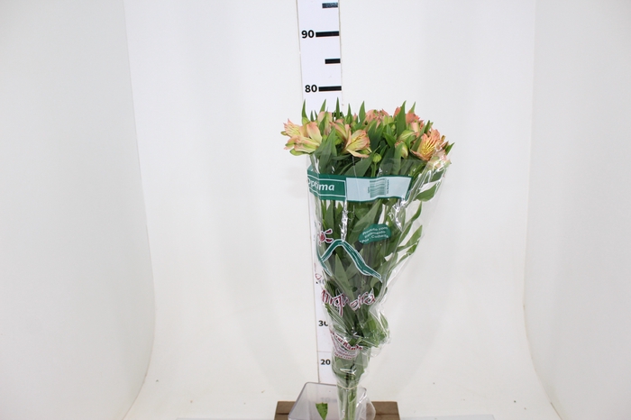 ALSTROEMERIA OPTIMA 080 CM