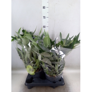 Platycerium bifurc.