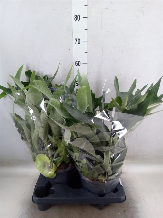 <h4>Platycerium bifurc.</h4>
