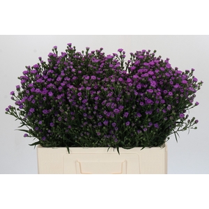 Aster Baby Pink