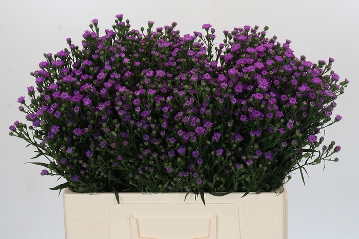 Aster Baby Pink