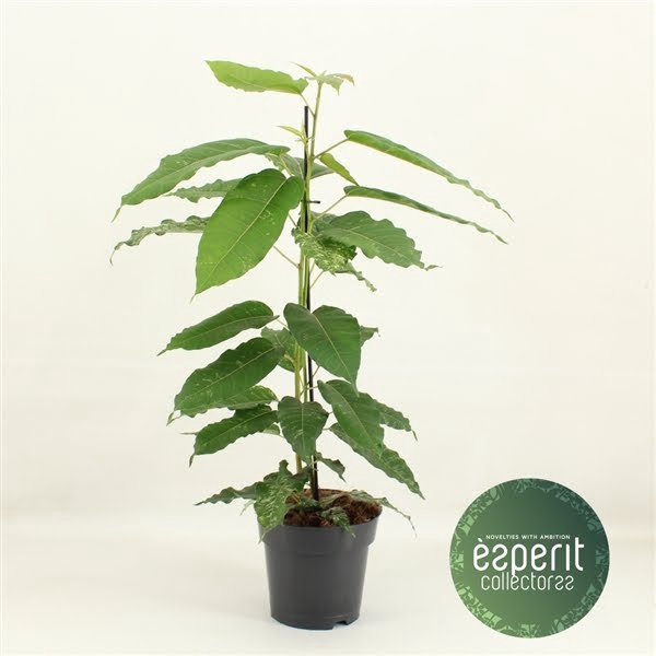 <h4>Ficus aspera Variegata</h4>