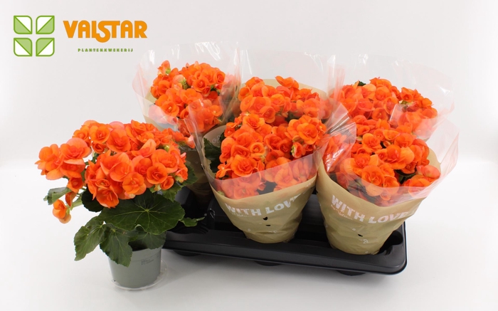 <h4>Begonia Elat. Batik</h4>