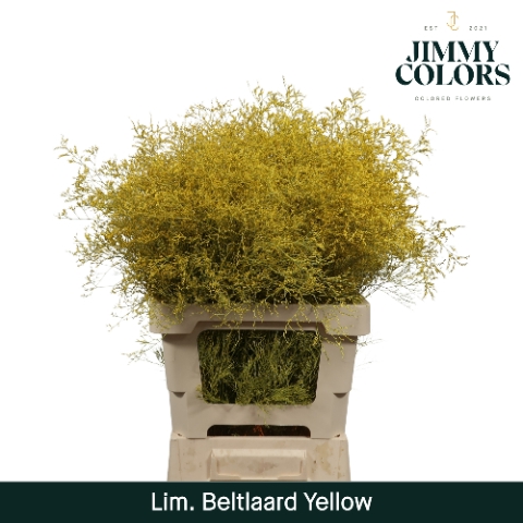 <h4>Lim Bel L70 Yellow</h4>