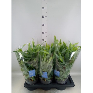 Phlebodium aureum 'Blue Star'