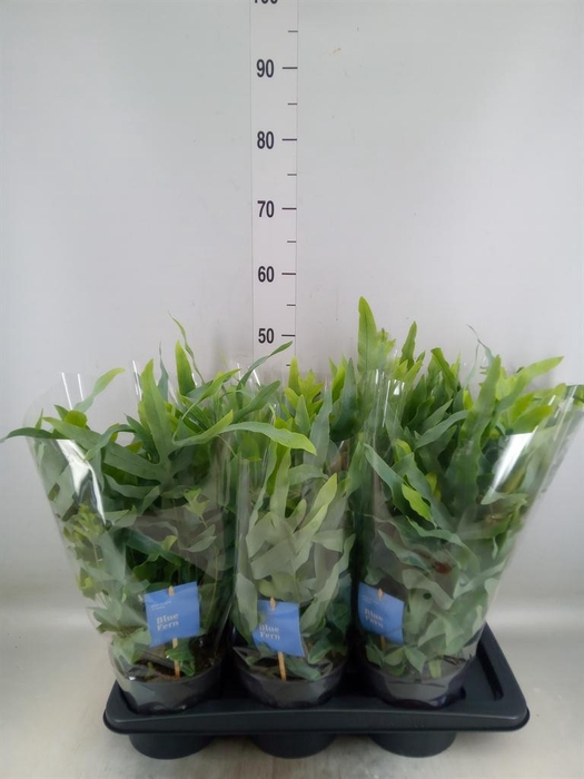 <h4>Phlebodium aureum 'Blue Star'</h4>