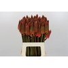 Kniphofia Alcazar