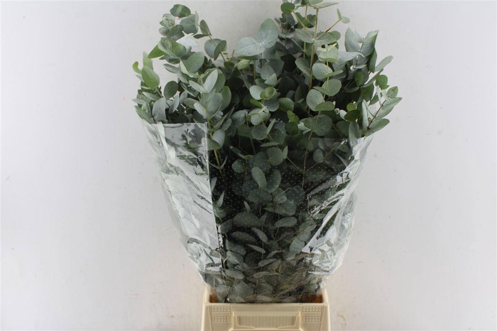 <h4>EUC CINEREA PER BOS</h4>