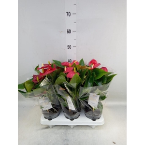 Anthurium andr. 'Aroha'