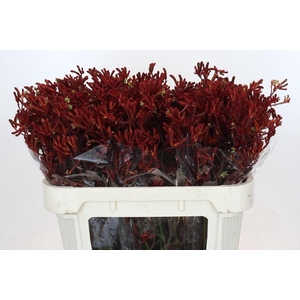 Anigozanthos Red Velvet