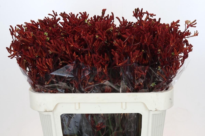 <h4>Anigozanthos Red Velvet</h4>