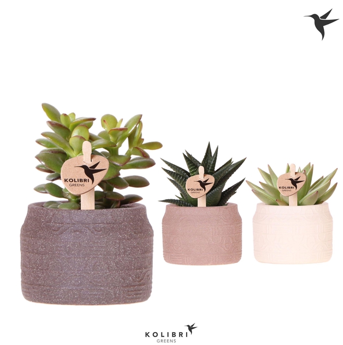 <h4>Kolibri Greens Succulenten mix in Hieroglyph pot mix</h4>