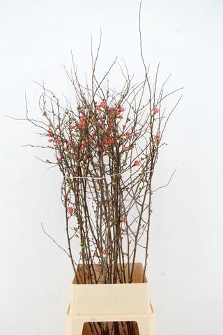 CHAENOMELES JAPONICA PINK 120CM