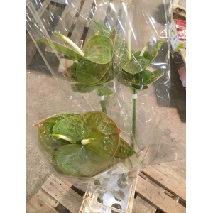 ANTHURIUM A OLIVIUS