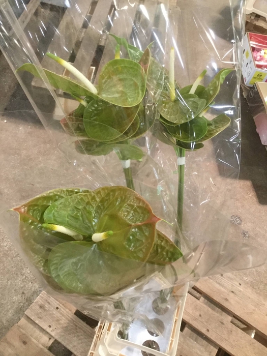 ANTHURIUM A OLIVIUS