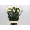 Dianthus St Brut
