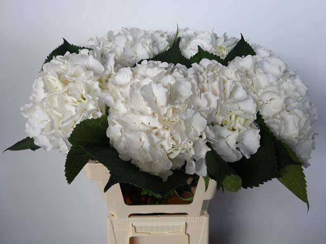 <h4>HYDR M CH WHI VERENA</h4>
