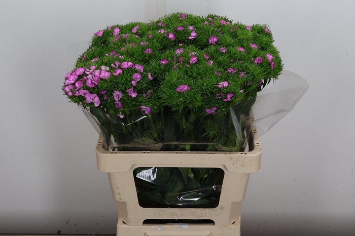 <h4>Di Barb (ex) Melian</h4>