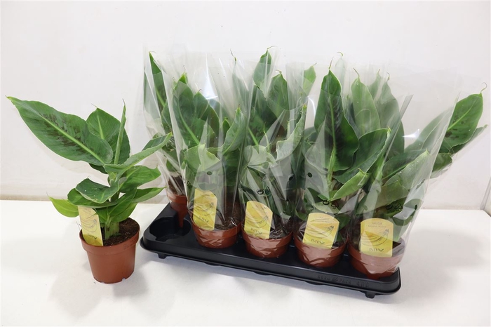 <h4>Musa Tropicana</h4>