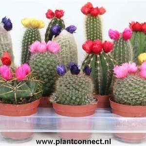 112 Sier (droogbloem) 8,5 cm