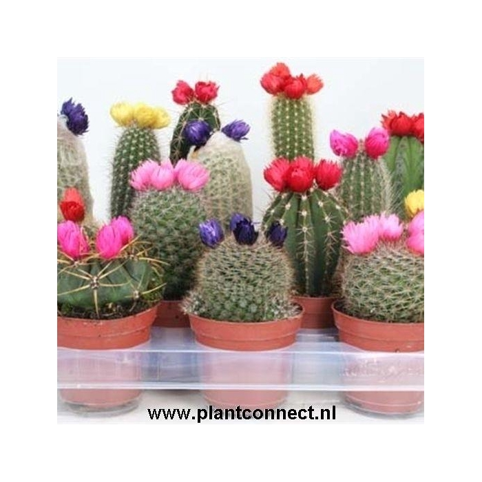 <h4>112 Sier (droogbloem) 8,5 cm</h4>