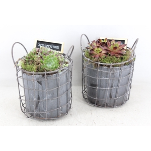 arr4 Semp JS - Beton draadmand grijs