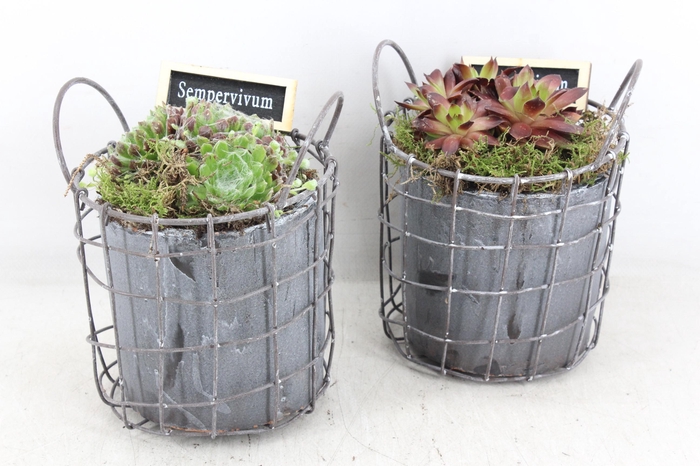 <h4>arr4 Semp JS - Beton draadmand grijs</h4>