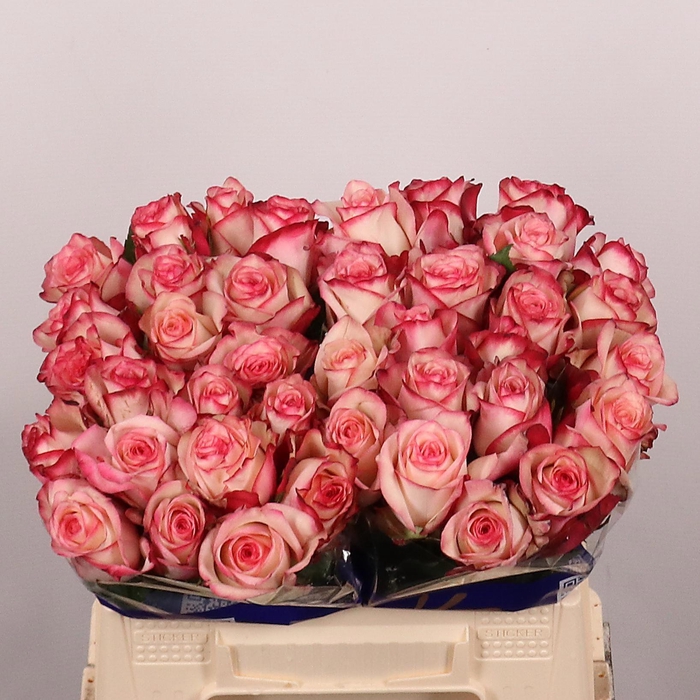 <h4>R GR PALOMA</h4>