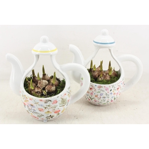 arr4 Muscari RN - Floral Faye teapot