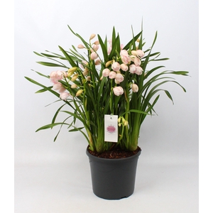 Cymbidium roze 10+tak getoufd