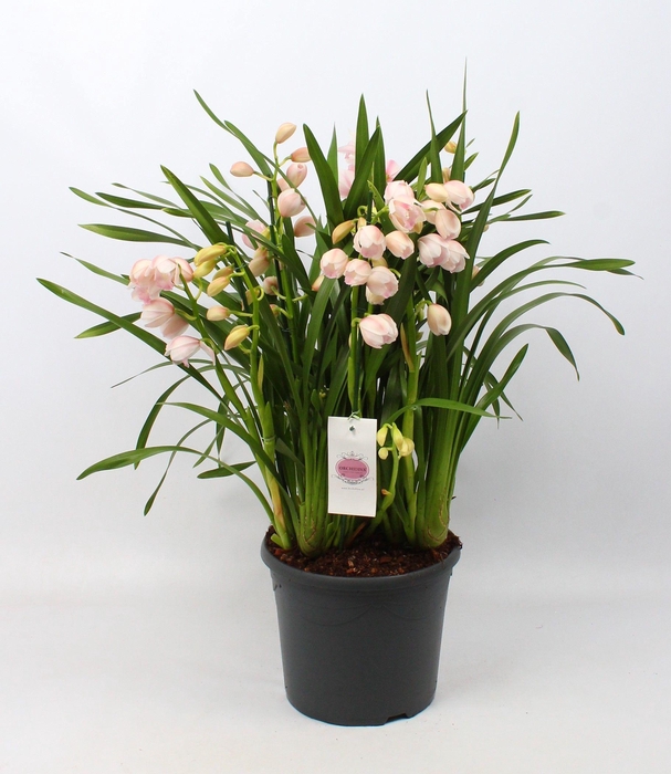 <h4>Cymbidium roze 10+tak getoufd</h4>