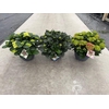 Hydrangea Macrophylla op kleur Highlights, Rood, Wit, Blauw