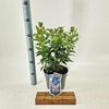Viburnum Anvi