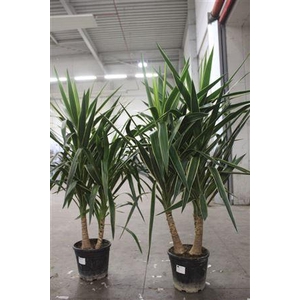 Yucca Puck 3pp