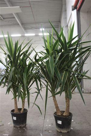 <h4>Yucca Puck 3pp</h4>