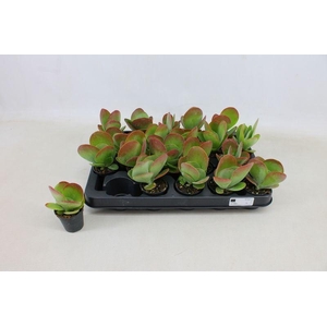 KALANCHOE THYRSIFL