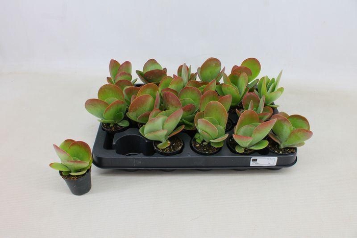 <h4>KALANCHOE THYRSIFL</h4>