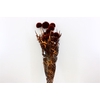Pres Echinops 10pc Brown Bunch