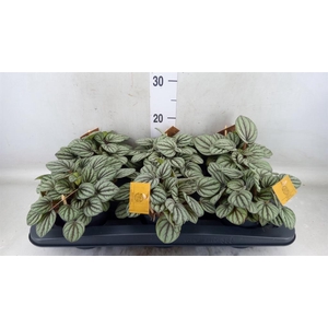 Peperomia