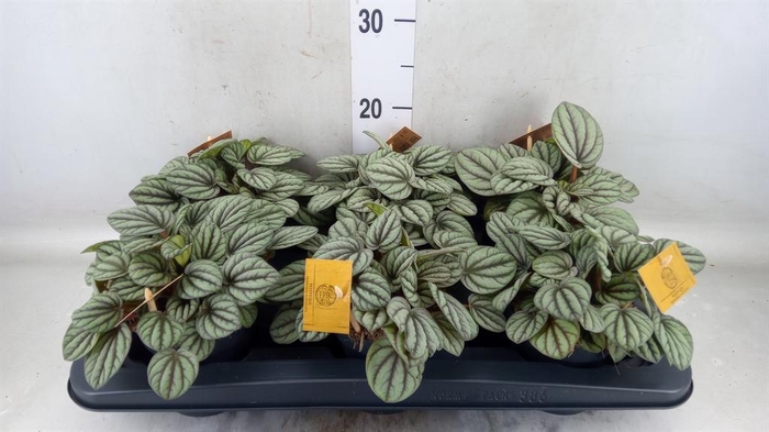 <h4>Peperomia</h4>