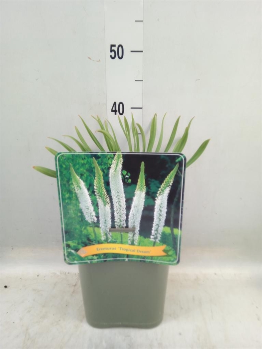 <h4>Eremurus ...</h4>